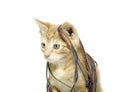 Cute yellow cat with yarn Royalty Free Stock Photo
