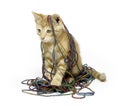 Cute yellow cat with yarn Royalty Free Stock Photo