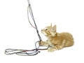 Cute yellow cat with yarn Royalty Free Stock Photo