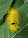 A cute yellow caterpillar and very itchy if it touches the skin