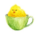 Cute yellow chick in a cup Royalty Free Stock Photo