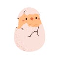 Cute yellow chick hatching from chicken egg, cracking breaking shell. Funny baby bird peeking from broken crashed split Royalty Free Stock Photo