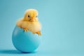 Cute yellow chick hatching from cracked egg on blue backdrop. Easter and new life concept Royalty Free Stock Photo