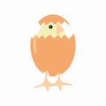 Cute yellow chick illustration image