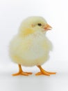 Cute yellow chick with open beack on white background Royalty Free Stock Photo