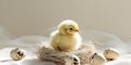 A cute yellow chick sits in a nest with spotted eggs Royalty Free Stock Photo