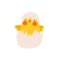 Cute yellow chicken hatched out of the egg. Newborn little funny chick emergence from egg. Elements for Easter designs Royalty Free Stock Photo