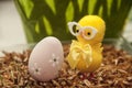 Cute Yellow chicken looking on Easter egg