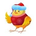 Cute yellow chicken in Santa\'s red hat and warm sweater. Bird in cartoon style Royalty Free Stock Photo