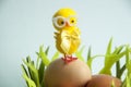 Cute Yellow chicken standing on Easter eggs among grass Royalty Free Stock Photo