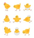 Cute yellow chicks. Cartoon chick bird, isolated baby chicken. Little farm animal in break egg, easter symbol. Flat Royalty Free Stock Photo