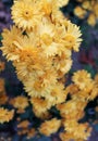 Cute yellow chrysanthemum flowers close up as background