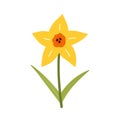 Cute yellow daffodil flower with leaves Royalty Free Stock Photo