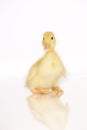 Cute yellow duckling sitting Royalty Free Stock Photo