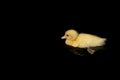 Cute yellow duckling swimming Royalty Free Stock Photo