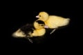 Cute yellow duckling swimming Royalty Free Stock Photo