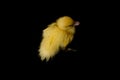 Cute yellow duckling swimming Royalty Free Stock Photo