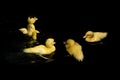 Cute yellow duckling swimming Royalty Free Stock Photo