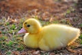 Cute yellow ducklings Royalty Free Stock Photo