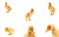 Cute yellow ducks Royalty Free Stock Photo