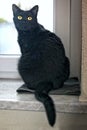 Cute yellow eyes Black cat sitting on the windowsill and looking at camera.