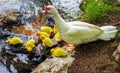 Cute yellow goose chicks with one of the parents on the lake Royalty Free Stock Photo