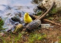 Cute yellow goose chicks with one of the parents on the lake Royalty Free Stock Photo