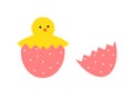 Cute yellow hatching chick from egg. Easter egg Royalty Free Stock Photo