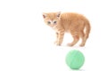 Cute yellow kitten with green ball on white Royalty Free Stock Photo