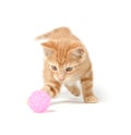 Cute yellow kitten playing with ball Royalty Free Stock Photo