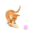 Cute yellow kitten playing with ball Royalty Free Stock Photo