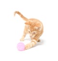 Cute yellow kitten playing with ball Royalty Free Stock Photo