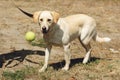 Cute yellow labrador dog from shelter playing with tennis ball o Royalty Free Stock Photo