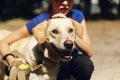 Cute yellow labrador dog from shelter playing with tennis ball o Royalty Free Stock Photo