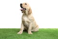 Cute yellow labrador retriever puppy on artificial grass Royalty Free Stock Photo