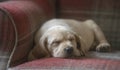 Cute yellow labrador retriever puppy asleep Royalty Free Stock Photo