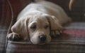 Cute yellow labrador retriever puppy asleep Royalty Free Stock Photo