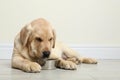 Cute yellow labrador retriever puppy with feeding bowl on floor indoors Royalty Free Stock Photo