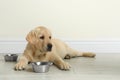 Cute yellow labrador retriever puppy with feeding bowl on floor indoors. Royalty Free Stock Photo