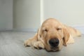 Cute yellow labrador retriever puppy on floor. Space for text Royalty Free Stock Photo