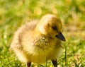 Cute , yellow, little biddy of a greylag goose in the green grass Royalty Free Stock Photo