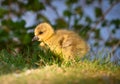 Cute , yellow, little biddy of a greylag goose in the green grass Royalty Free Stock Photo