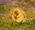 Cute , yellow, little biddy of a greylag goose in the green grass Royalty Free Stock Photo