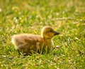 Cute , yellow, little biddy of a greylag goose in the green grass Royalty Free Stock Photo