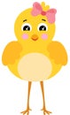 Cute yellow little chick isolated Royalty Free Stock Photo