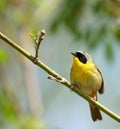 Cute yellow masked bird Royalty Free Stock Photo