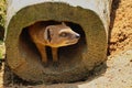 Yellow Mongoose Standing Inside the Wood in Czech Zoo