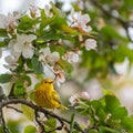 Cute yellow New World warbler (Parulidae) resting on a blooming tree on the blurred background Royalty Free Stock Photo