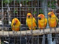 Cute yellow and orange parrot in a cage at public park.