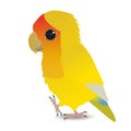 Cute yellow peach faced lovebird